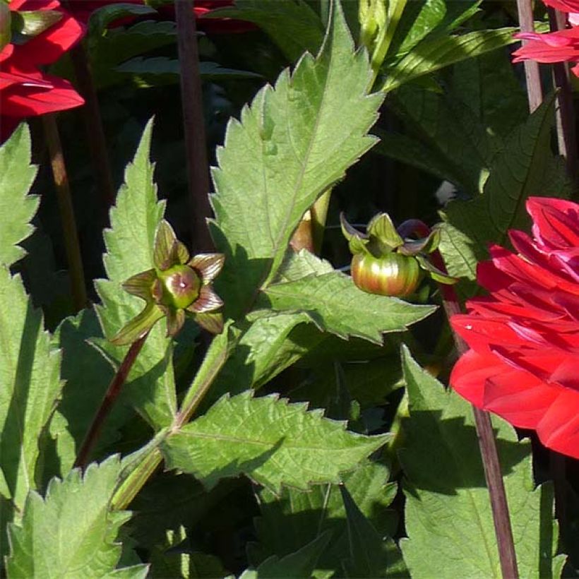 Dahlia Karma Amora (Foliage)