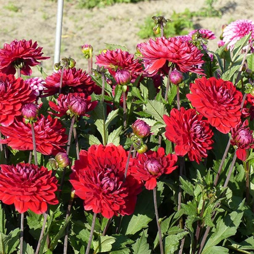 Dahlia Karma Amora (Flowering)
