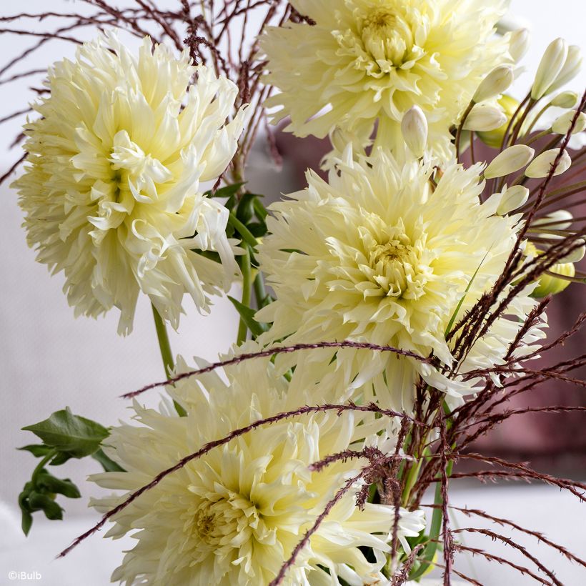 Dahlia Promise (Flowering)