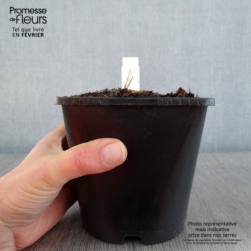 Dahlia Izarra 2L/3L pot sample as delivered in winter