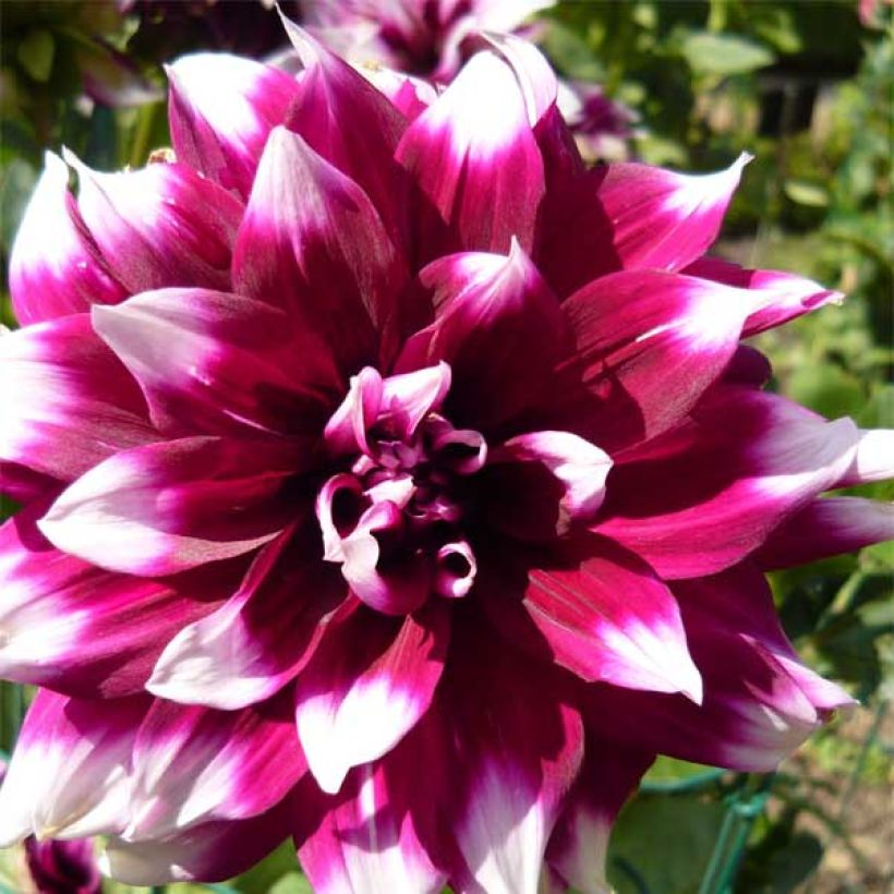 Dahlia Mystery Day (Flowering)