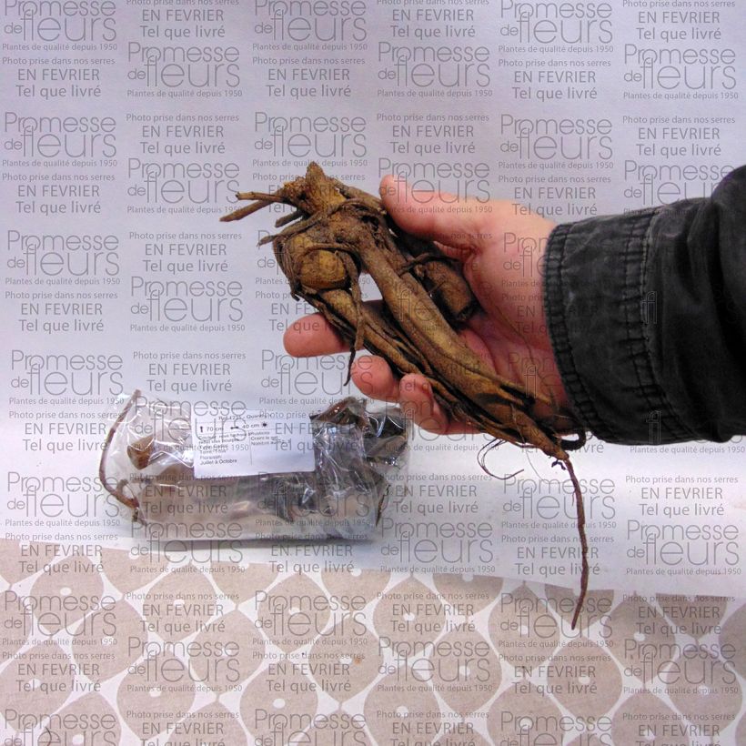 Example of Dahlia Purple Fox Bulb size I specimen as delivered