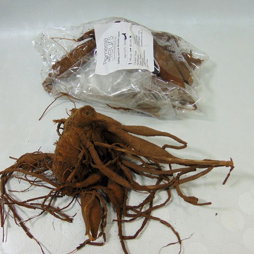Example of Dahlia Jaxon Bulb size I specimen as delivered