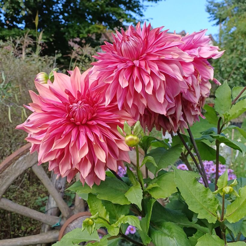 Dahlia Penhill Dark Monarch (Flowering)