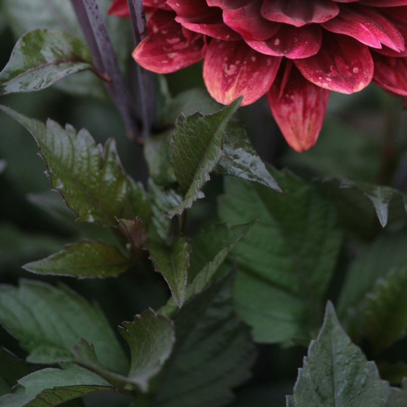 Dahlia After Dusk (Foliage)