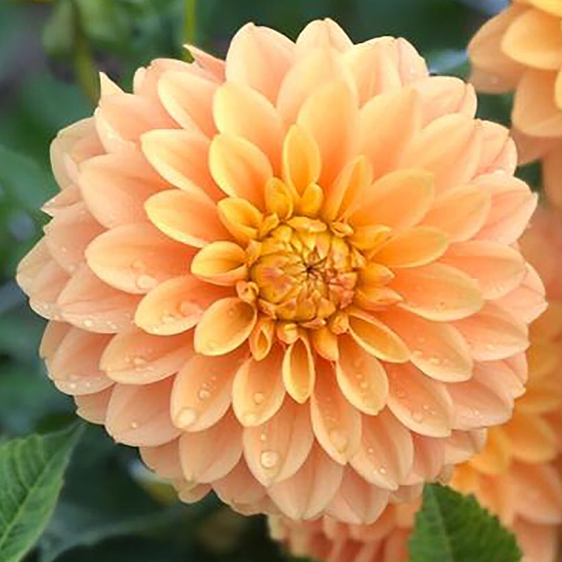 Dahlia Bocherell (Flowering)