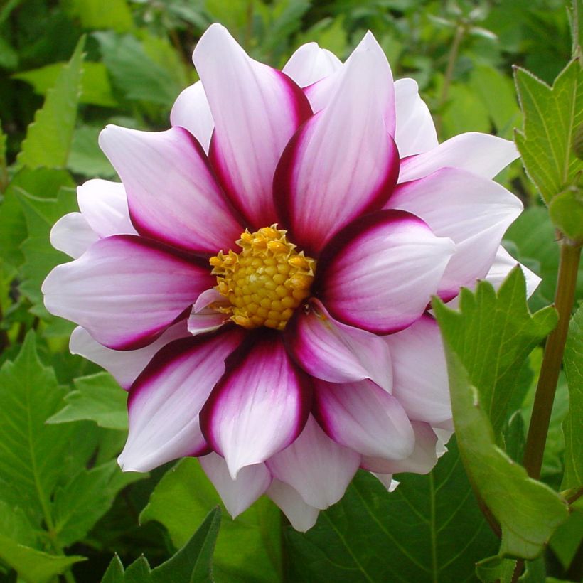 Dahlia Edge of Joy (Flowering)