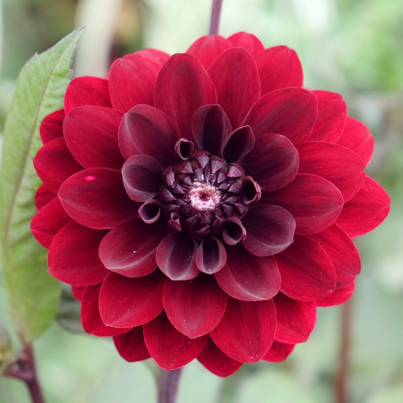 Dahlia Karma Choc (Flowering)