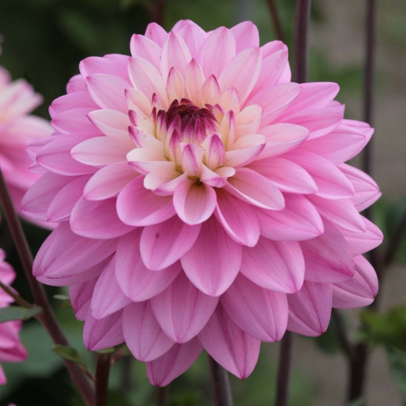 Dahlia Luka Johanna (Flowering)