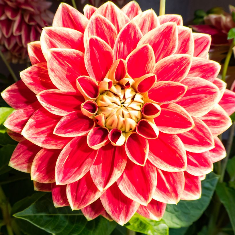 Dahlia Maxime (Flowering)