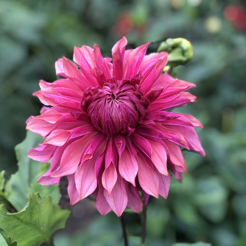Dahlia Penhill Dark Monarch (Flowering)