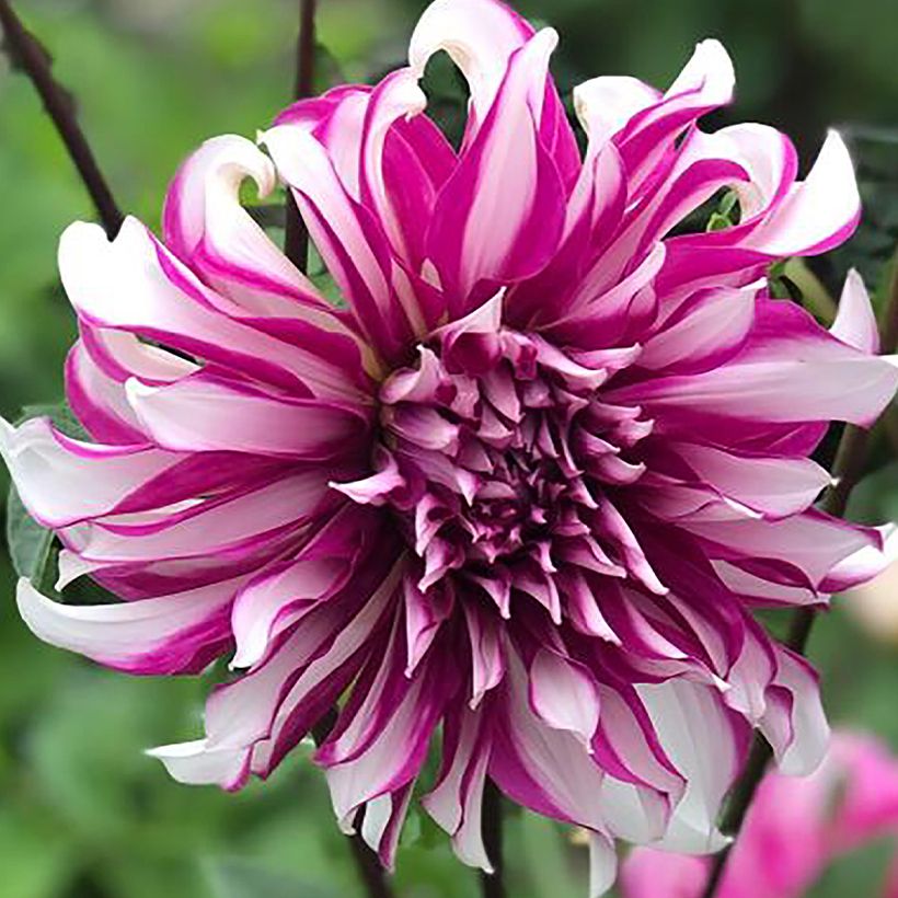 Dahlia Radegast (Flowering)