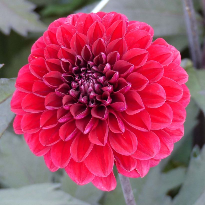 Dahlia Seniors Love (Flowering)
