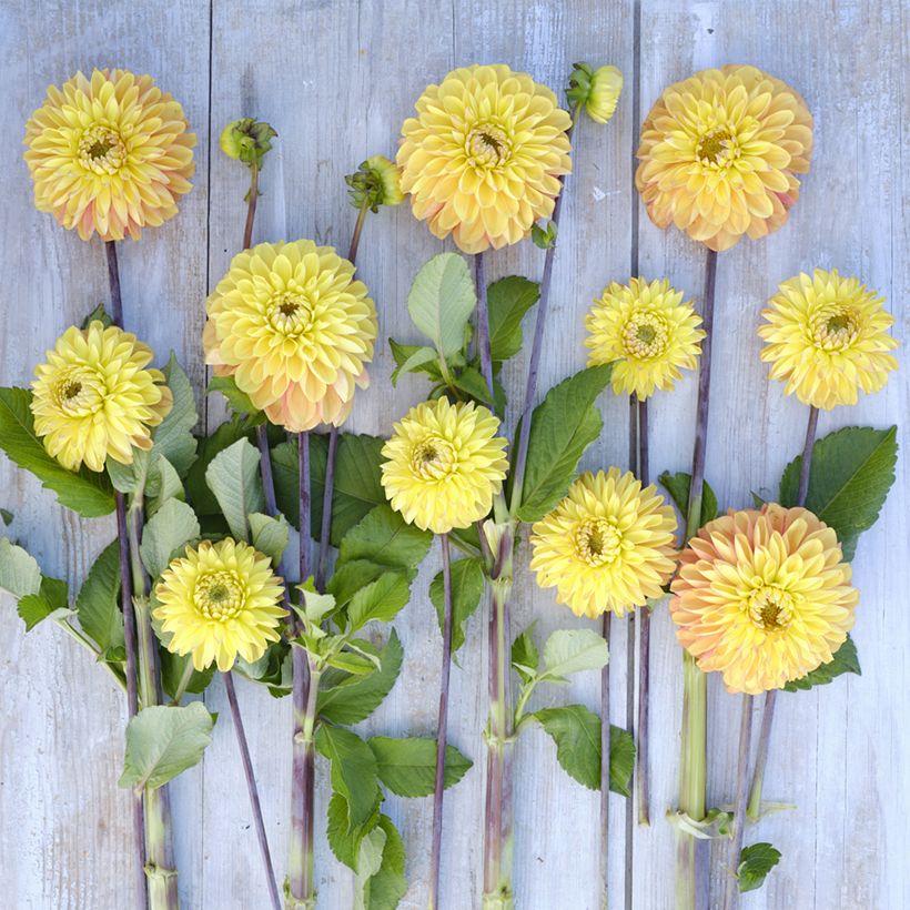 Dahlia Bronze Glory (Flowering)