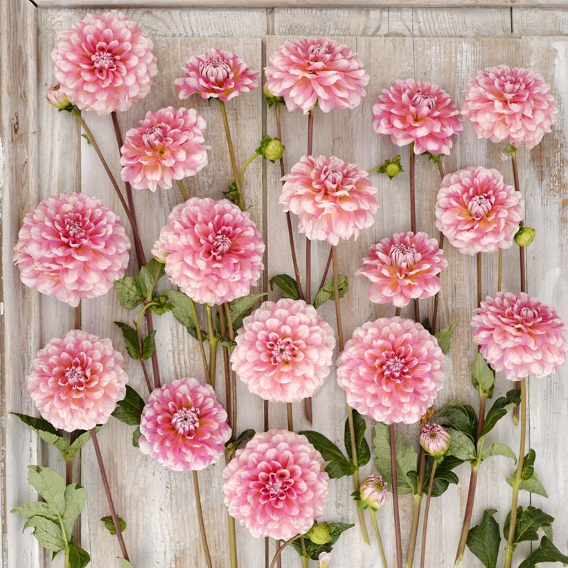 Dahlia Trustfull (Flowering)