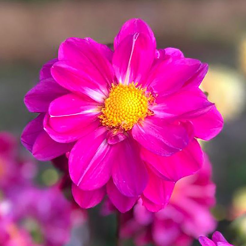 Dahlia Miracle Purple (Flowering)