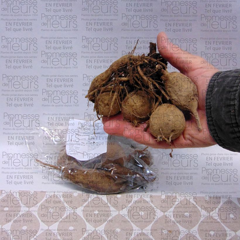 Example of Dahlia Sunshine Bulb size I specimen as delivered