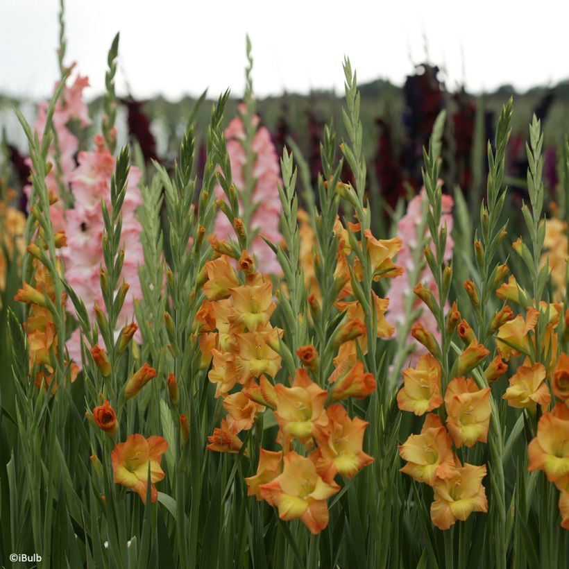 Gladiolus grandiflorus Sunglow - Sword Lily (Plant habit)