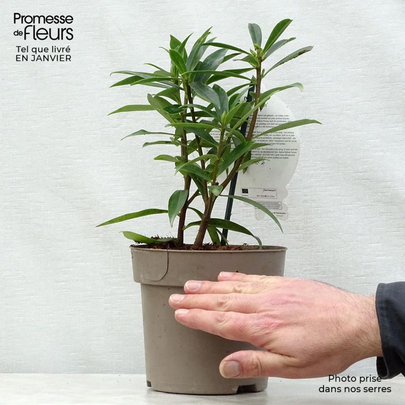 Daphne Perfume Princess 2L/3L pot sample as delivered in winter