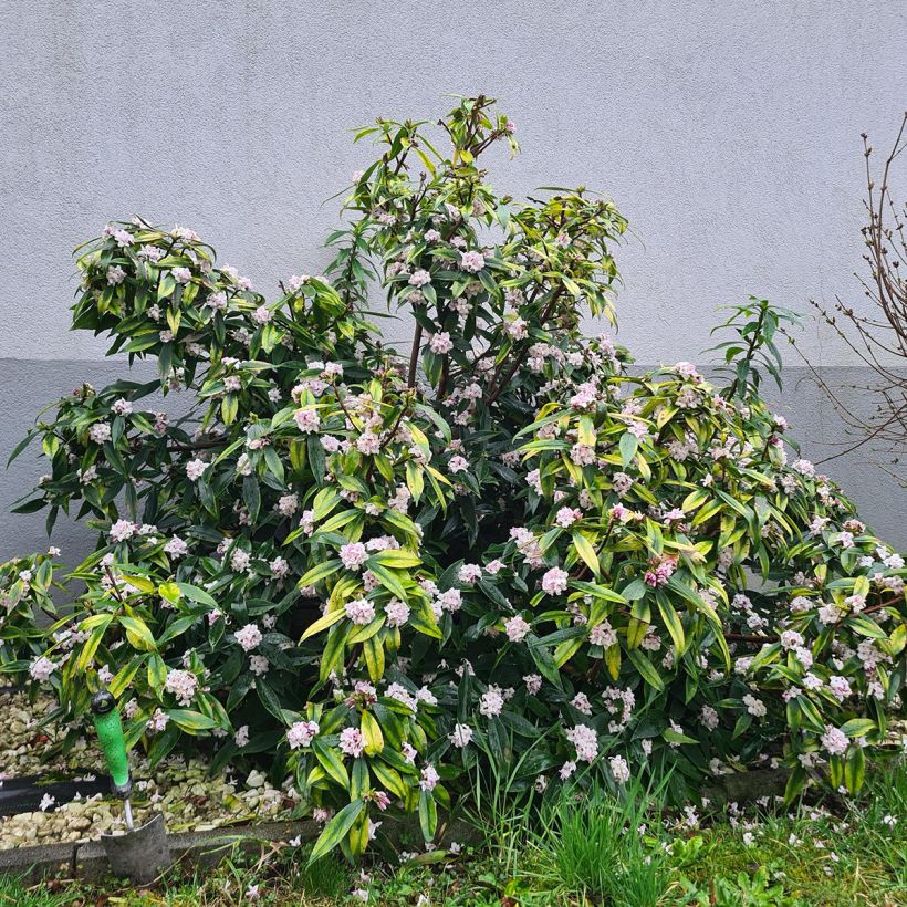 Daphne Perfume Princess (Plant habit)