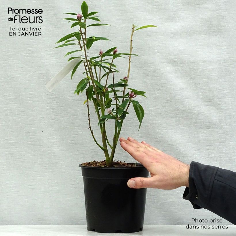 Daphne bholua Spring Beauty 3L/4L pot sample as delivered in winter