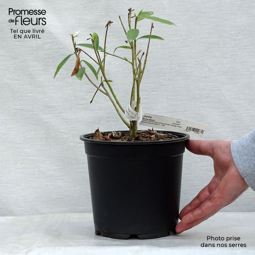 Daphne bholua Spring Beauty 3L/4L pot sample as delivered in spring