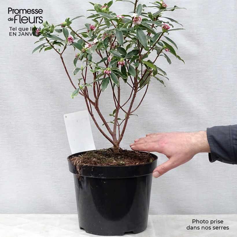 Daphne odora Aureomarginata 2L/3L pot sample as delivered in winter