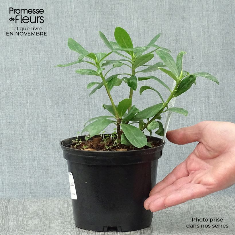 Daphne odora - Fragrant Daphne 1L/1.5L pot sample as delivered in autumn