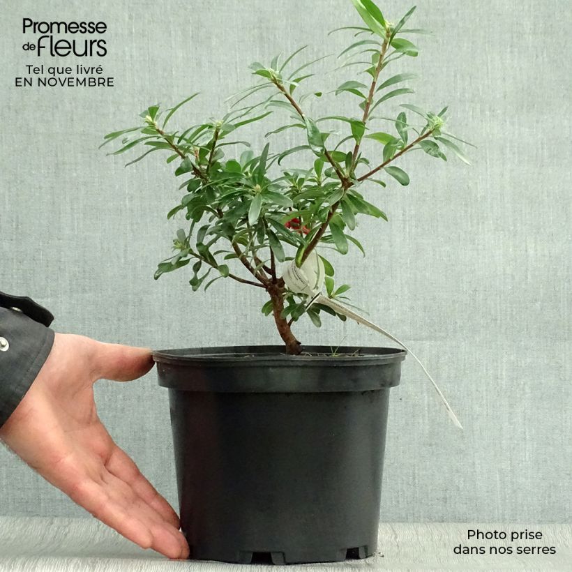 Daphne transatlantica Eternal Fragrance Blafra 2L/3L pot sample as delivered in autumn