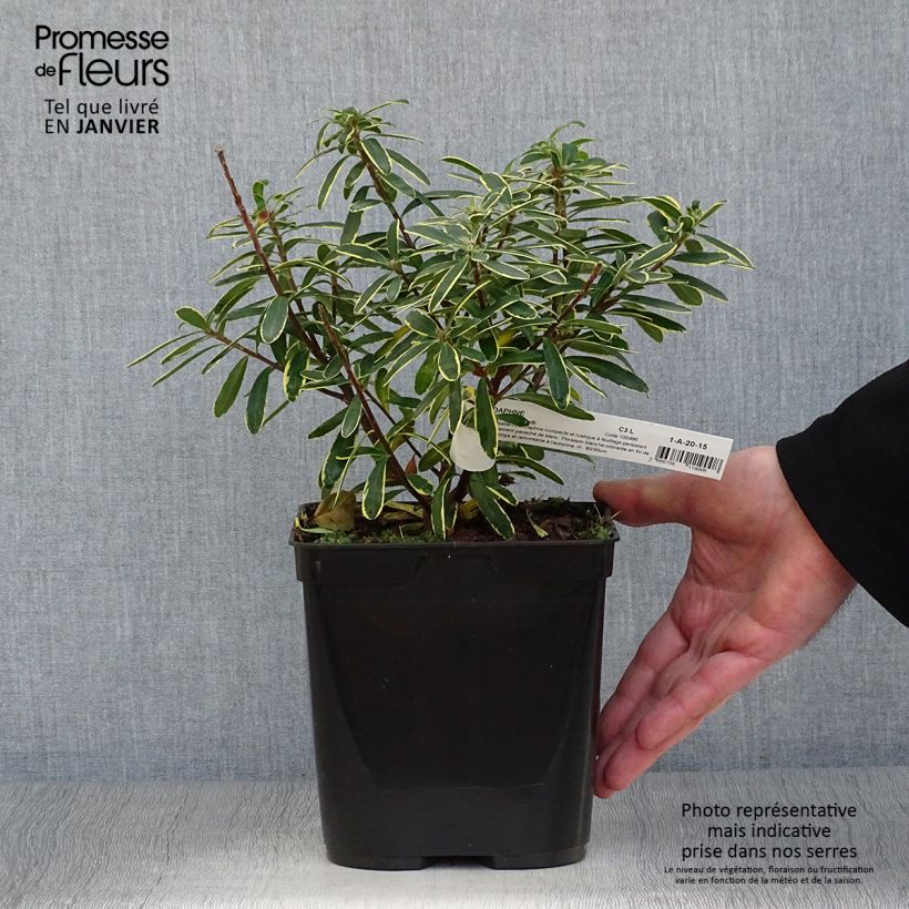 Daphne transatlantica Summer Ice 3L/4L pot sample as delivered in winter