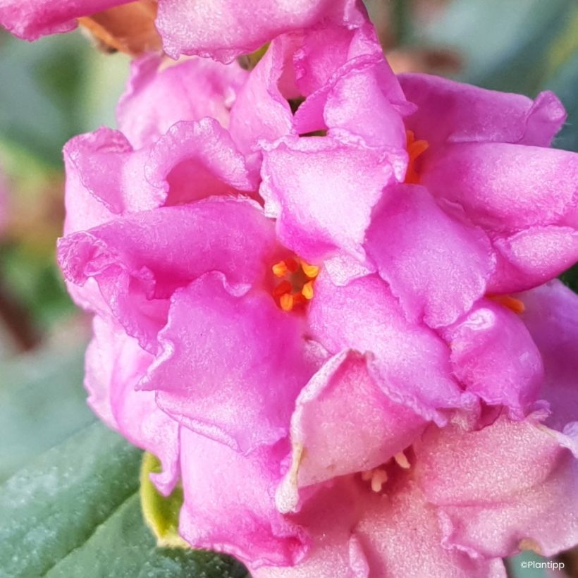 Daphne Sweetheart (Flowering)
