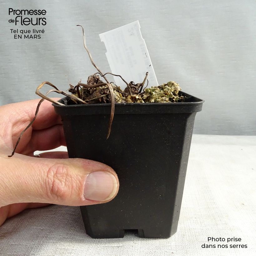 Darmera peltata 8/9 cm pot sample as delivered in winter