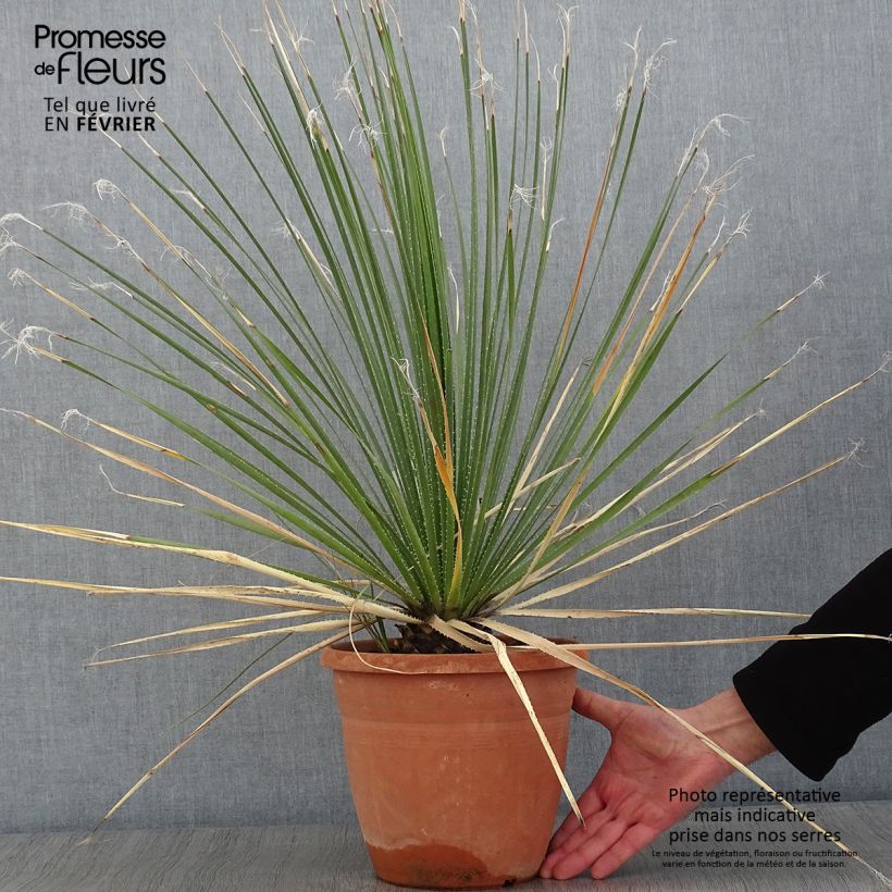 Dasylirion glaucophyllum - Sotol 7.5L/10L pot sample as delivered in winter