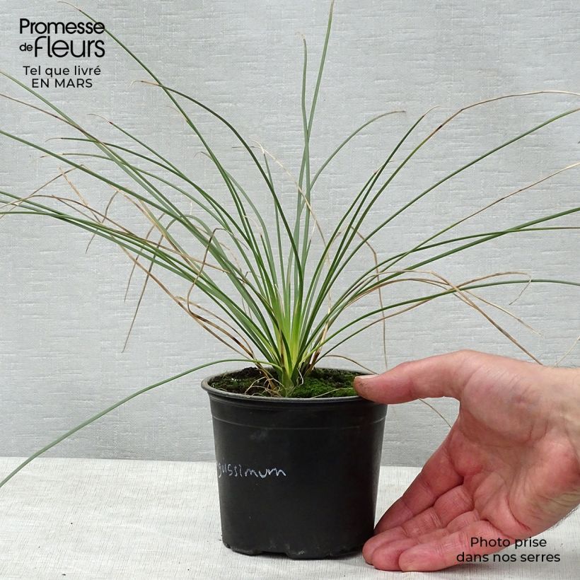 Dasylirion longissimum - Sotol 12cm pot sample as delivered in spring