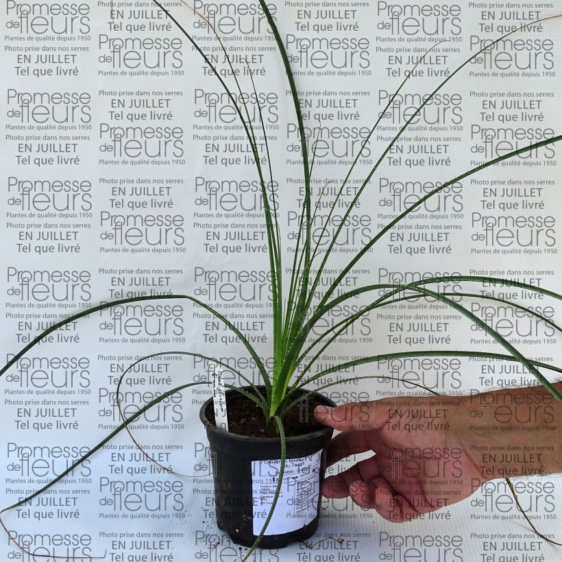 Dasylirion texanum - Sotol 12cm pot sample as delivered in summer