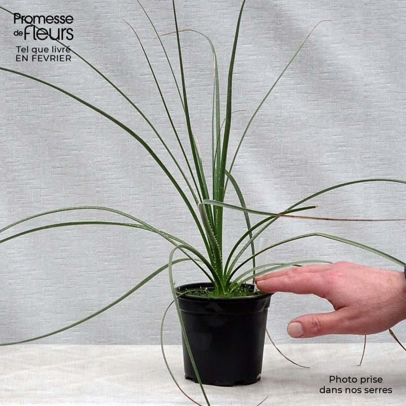 Dasylirion texanum - Sotol 12cm pot sample as delivered in winter
