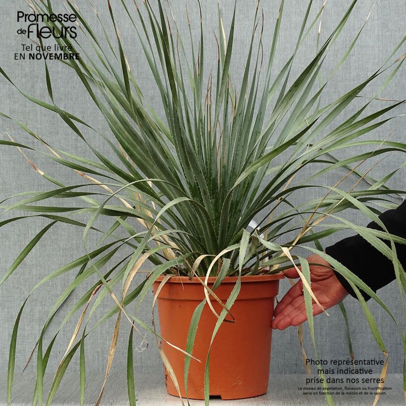 Dasylirion wheeleri - Sotol 7.5L/10L pot sample as delivered in autumn