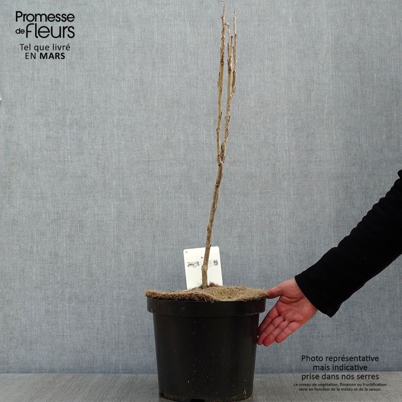 Decaisnea fargesii - Blue sausage fruit 7.5L/10L pot sample as delivered in winter