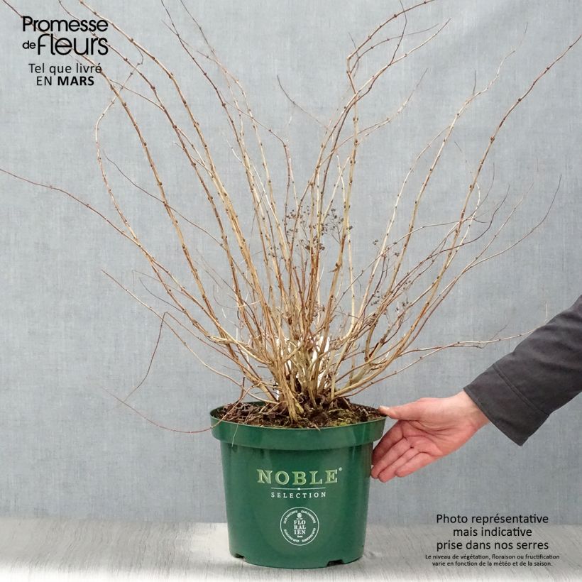 Decaisnea fargesii - Blue sausage fruit 7.5L/10L pot sample as delivered in spring