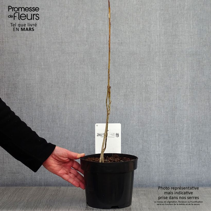 Decaisnea fargesii - Blue sausage fruit 2L/3L pot sample as delivered in winter