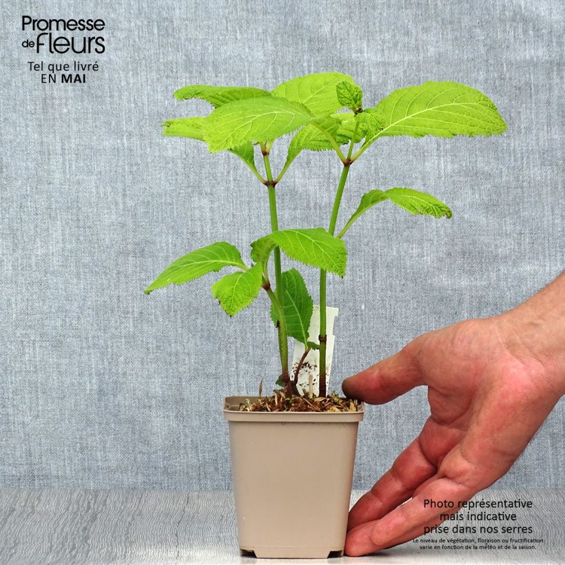 Deinanthe caerulea Blue Wonder 8/9 cm pot sample as delivered in spring