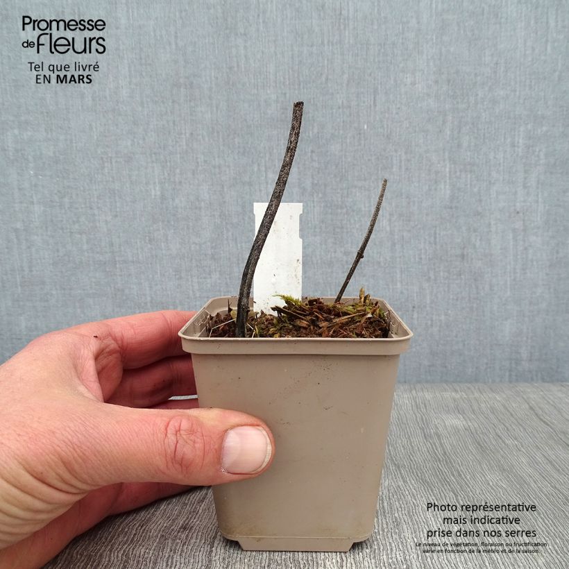 Deinanthe caerulea Blue Wonder 8/9 cm pot sample as delivered in winter