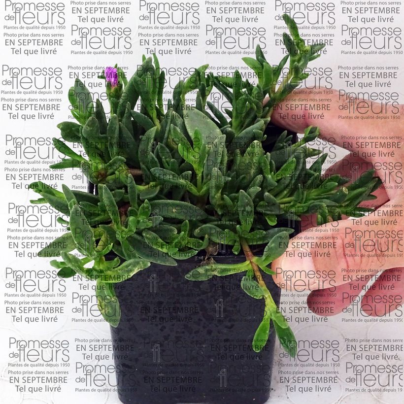 Example of Delosperma Table Mountain - Pourpier vivace  Godet de 7/8 cm specimen as delivered