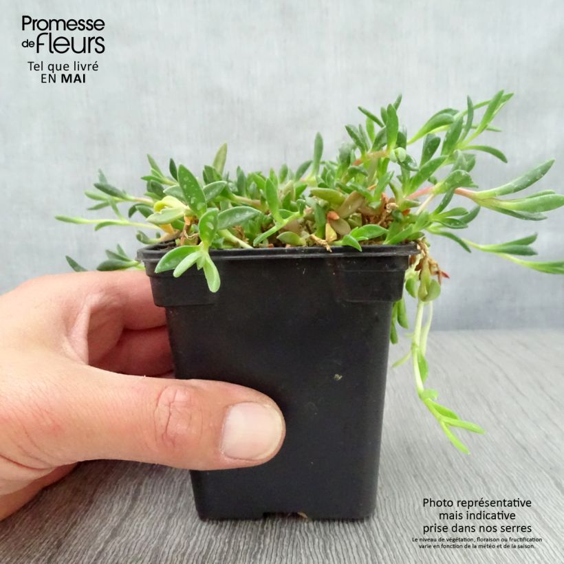 Delosperma cooperi Table Mountain 7/8 cm pot sample as delivered in spring