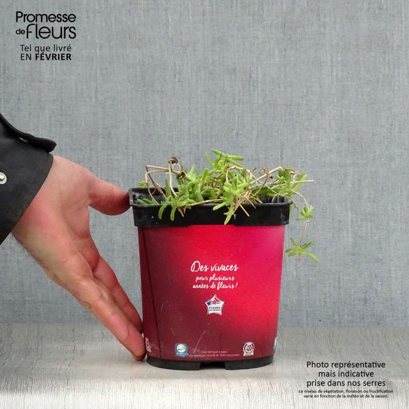 Delosperma Wheels of Wonder Fire - Ice Plant 2L/3L pot sample as delivered in winter