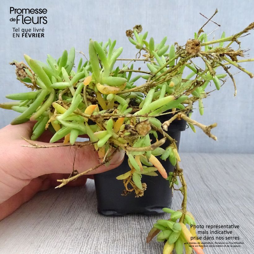 Delosperma Wheels of Wonder Fire - Ice Plant 7/8 cm pot sample as delivered in winter