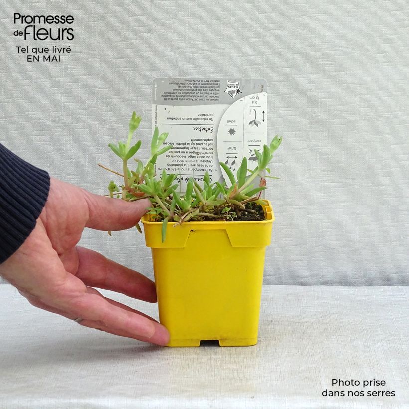 Delosperma Wheels of Wonder Golden - Ice Plant 7/8 cm pot sample as delivered in spring