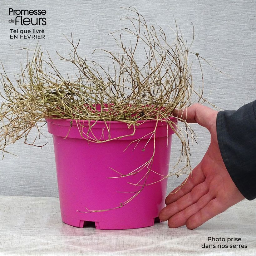 Delosperma Wheels of Wonder Hot Pink - Ice Plant 2L/3L pot sample as delivered in winter