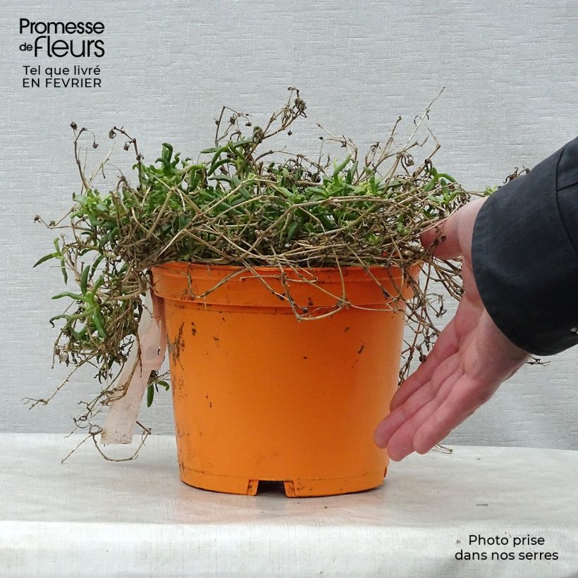 Delosperma Wheels of Wonder Orange - Ice Plant 2L/3L pot sample as delivered in winter