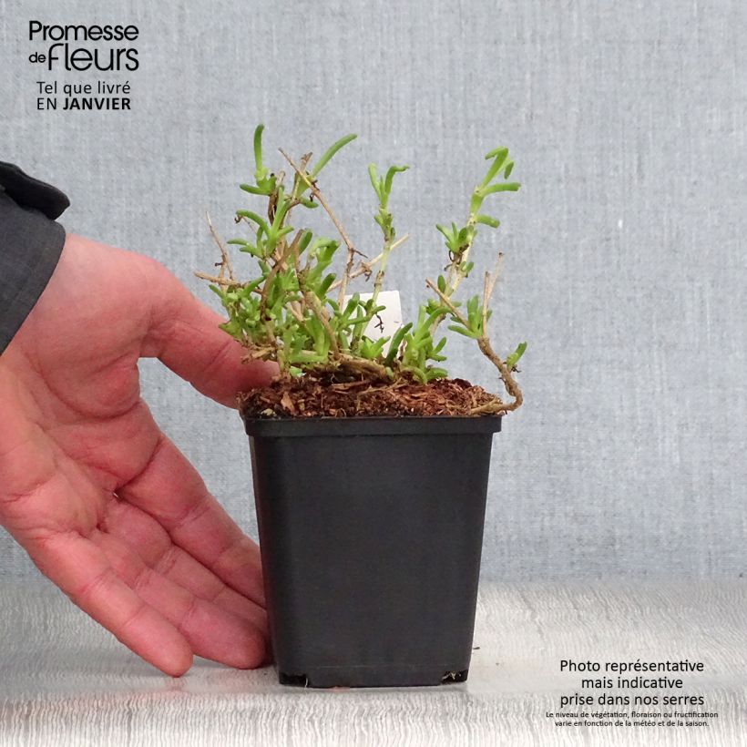 Delosperma Wheels of Wonder Violet 8/9 cm pot sample as delivered in winter